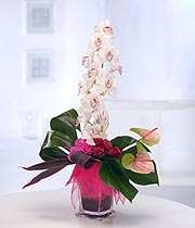 Orchid Surprise
